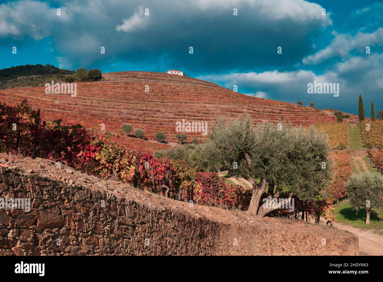 Croft Vineyard, Quinta da Roeda, Pinhao, Portugal Stockfoto