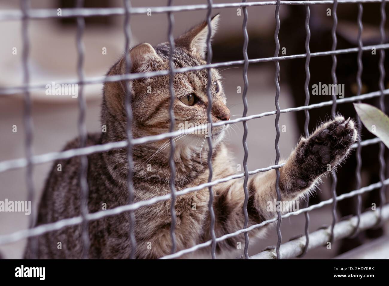 Verlassene Katze hinter dem Zaun im Tierheim. Adoption von Haustieren. Verspielte Tabby-Katze. Stockfoto