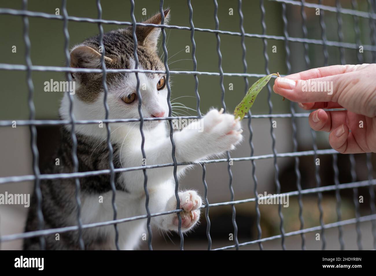 Verlassene Katze hinter dem Zaun im Tierheim. Adoption von Haustieren. Verspieltes Kätzchen und menschliche Hand. Stockfoto