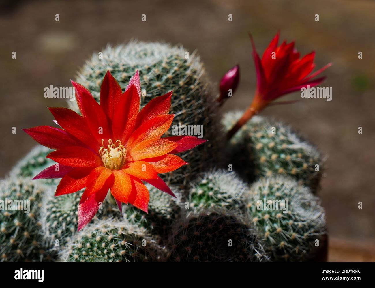 Rote Blüten des Rebutia Kaktus Stockfoto