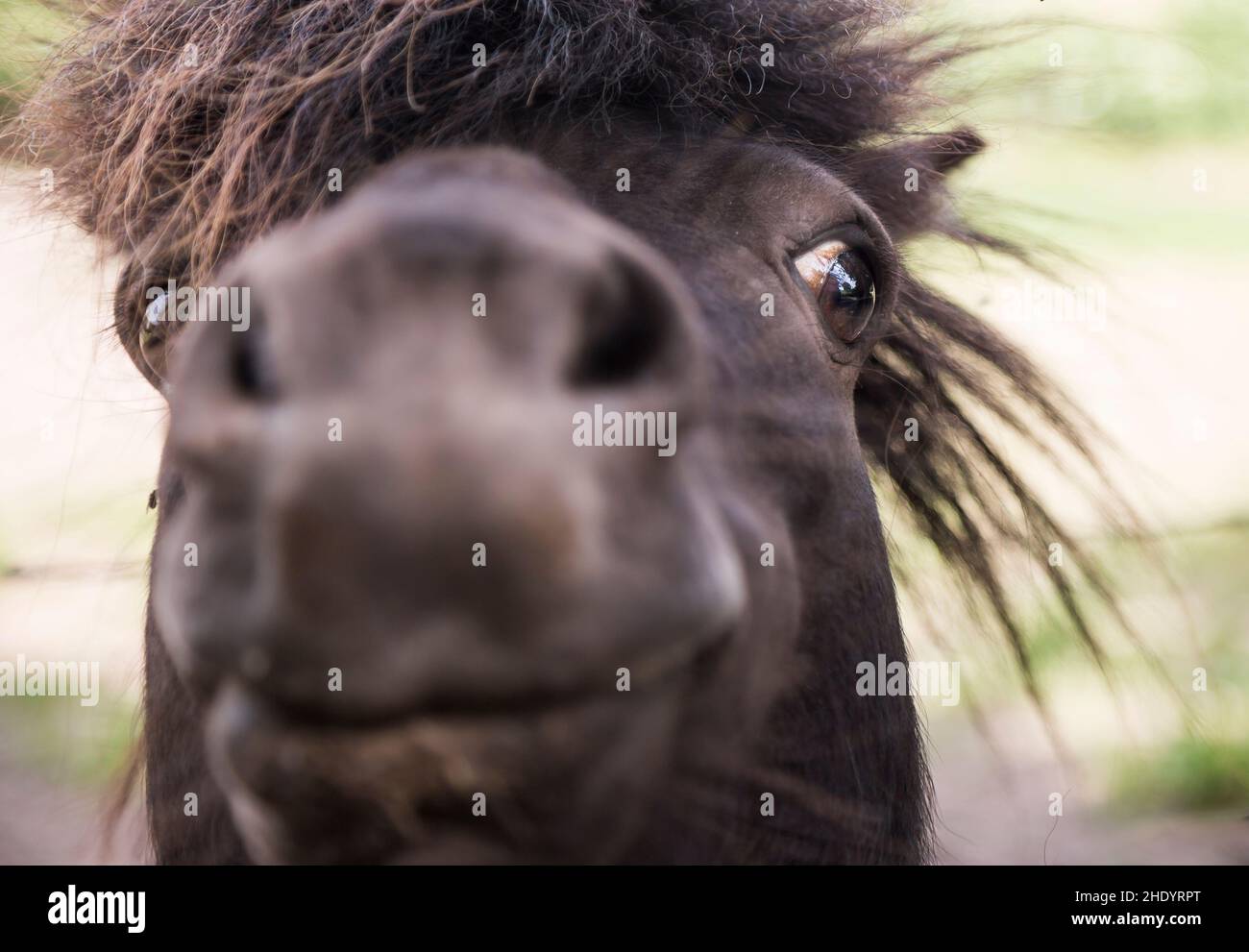 Sehr nahe Vorderansicht eines Shetland-Ponygesichts im Freien in Großbritannien. Stockfoto