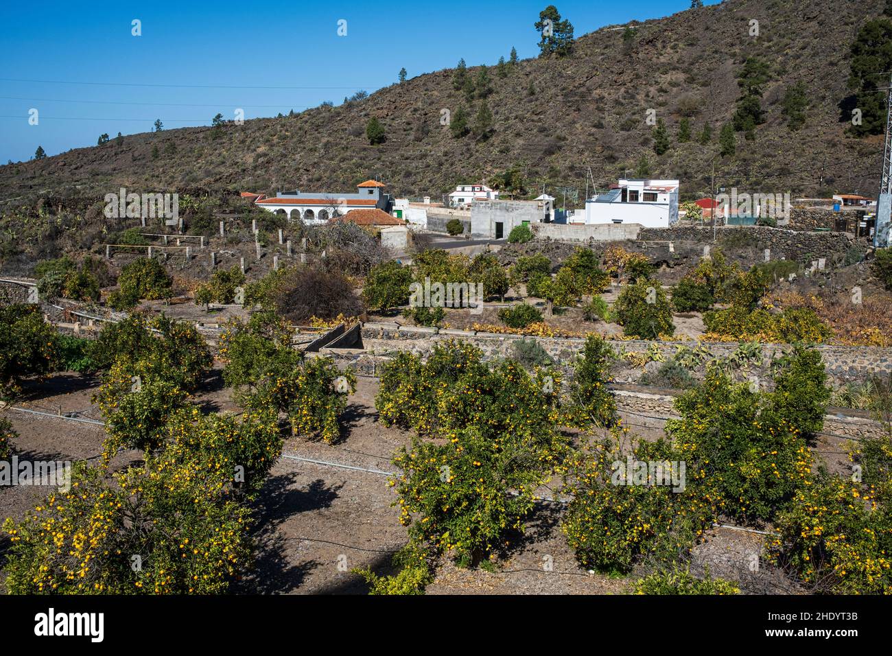 Orangenhain mit Obstbäumen in Chirche, Teneriffa, Kanarische Inseln, Spanien Stockfoto