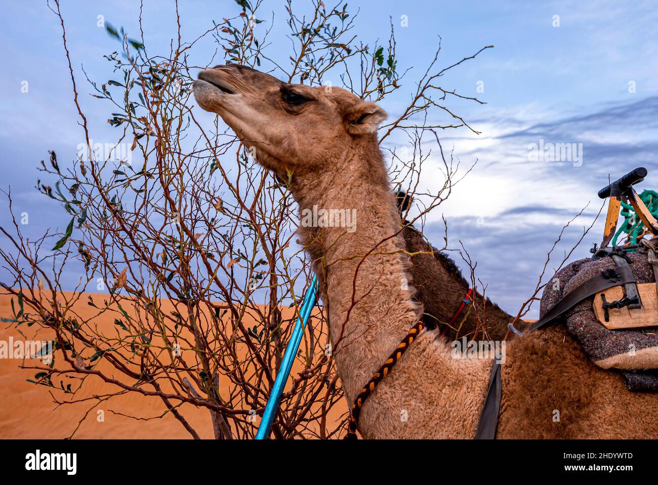 Dromedary braune Kamele fressen Baumblätter in der Wüste gegen den Himmel Stockfoto