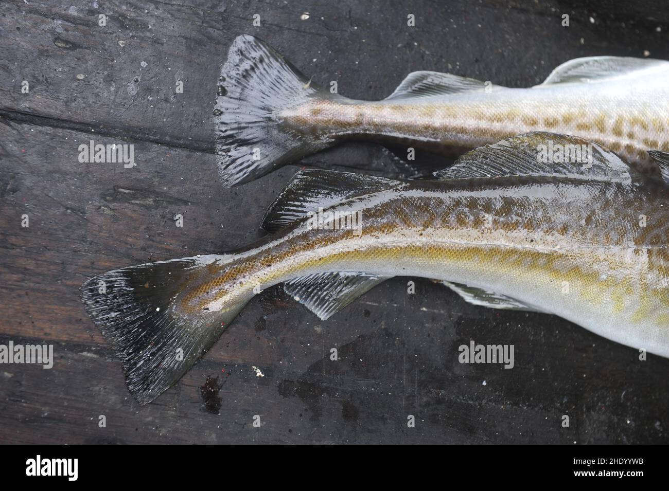 Nahaufnahme von zwei Fischschwänzen. Kabeljau. Stockfoto