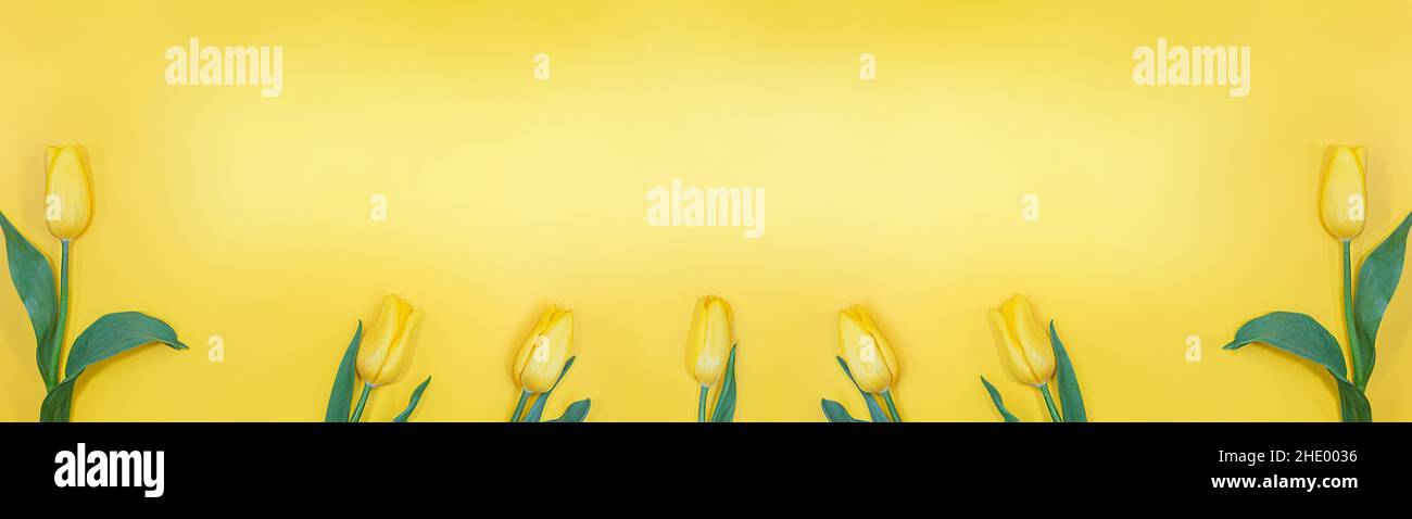 Frische Tulpen auf gelbem Hintergrund. Banner. Feiertag, Geburtstag, Internationaler Frauentag, Mütter, 8. März, Valentinstag. Speicherplatz kopieren Stockfoto