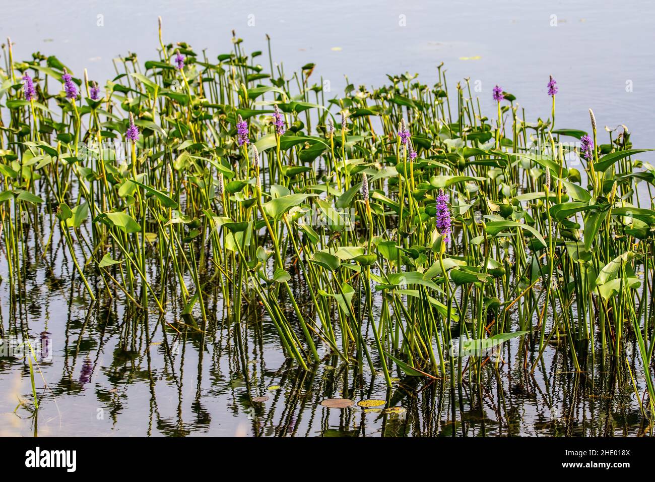 Blue Pickerel, eine Wasserteichpflanze in Phantom Lake, Crex Meadows State Wildlife Area in Grantsburg, WI USA. Stockfoto