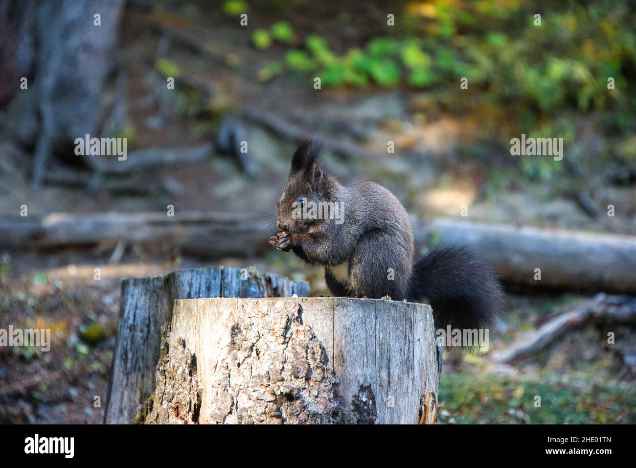 Porträt des essenden eurasischen Eichhörnchens, Scirius carolinensis, Nahaufnahme Seitenansicht Eines Eichhörnchens mit Erdnuss Stockfoto