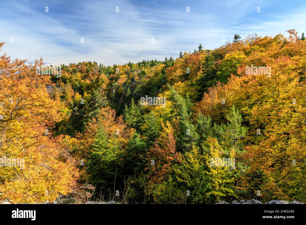 Frankreich, Vaucluse, Parc Naturel Regional du Mont Ventoux (Naturpark Mont Ventoux), Beaumont du Ventoux, Mont Ventoux, Herbstwald auf der M Stockfoto