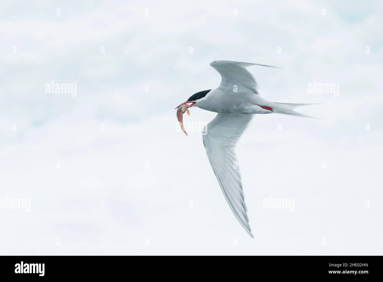 Eine Antarktische Seeschwalbe fliegt mit einem Fisch im Maul. Stockfoto