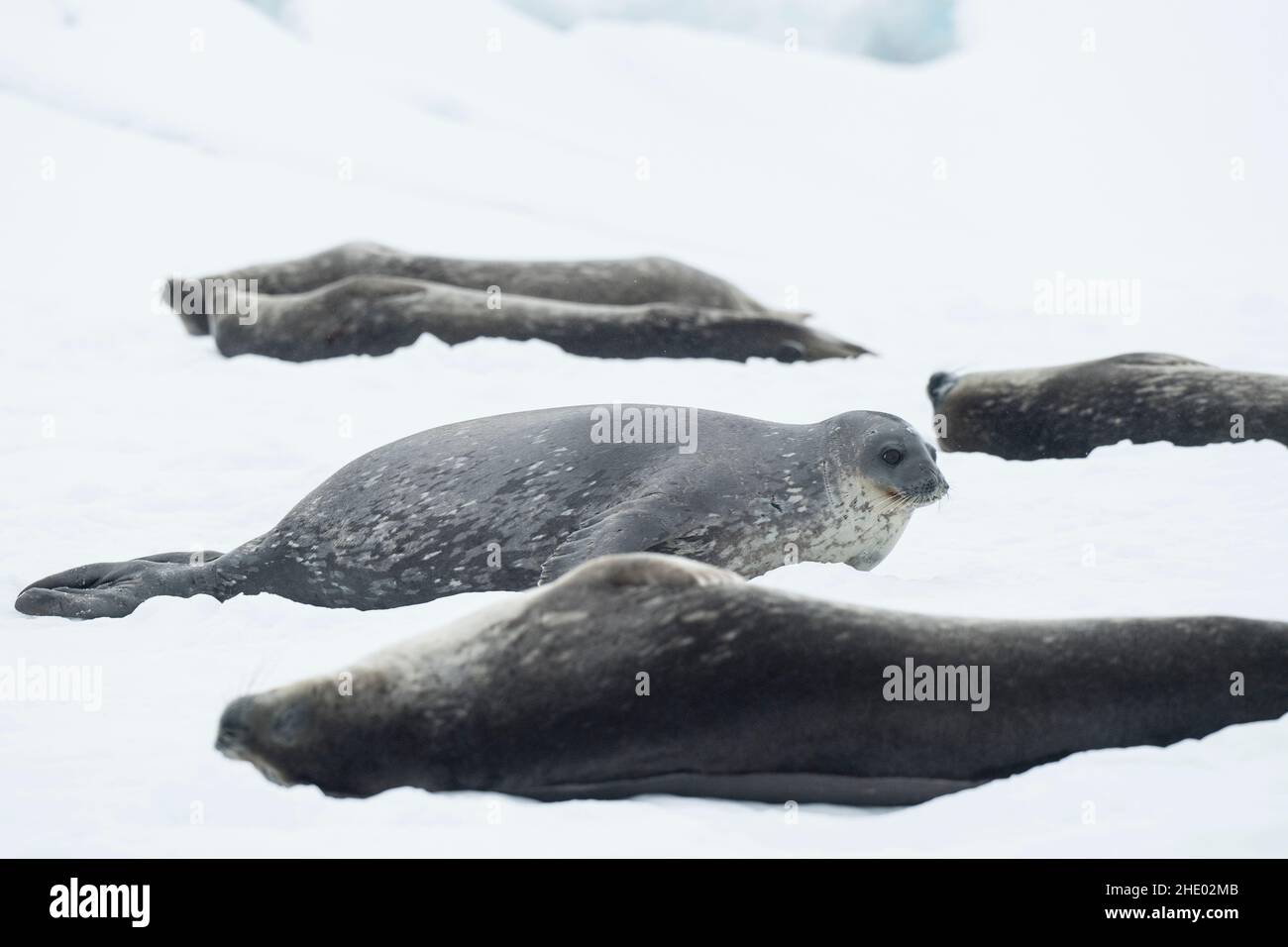 Weddellrobben ruhen auf schnellem Eis auf den Melchior Islands, Antarktis. Stockfoto