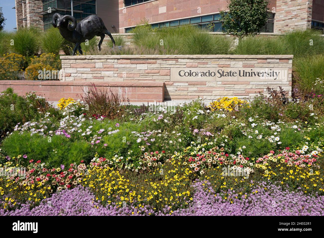 Colorado State University Zeichen umgeben von einem Blumenbett mit einer Statue eines Widders, dem CSU-Maskottchen. Die CSU ist eine Forschungsuniversität, die an Land vergeben wird Stockfoto