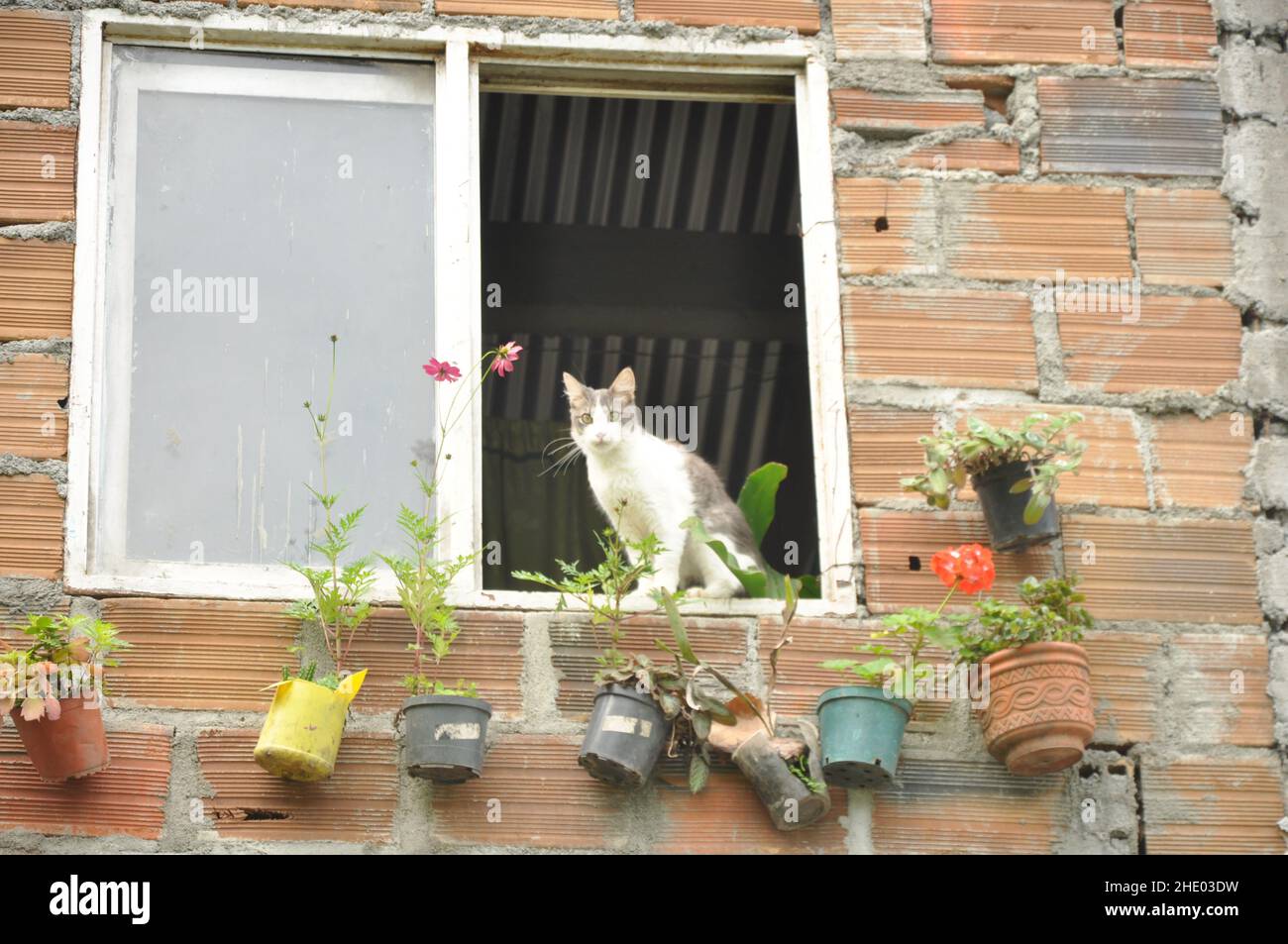 Niedliche Aufnahme einer weißen und grauen Katze, die auf dem Fensterbrett eines Ziegelgebäudes sitzt und auf die Kamera schaut Stockfoto