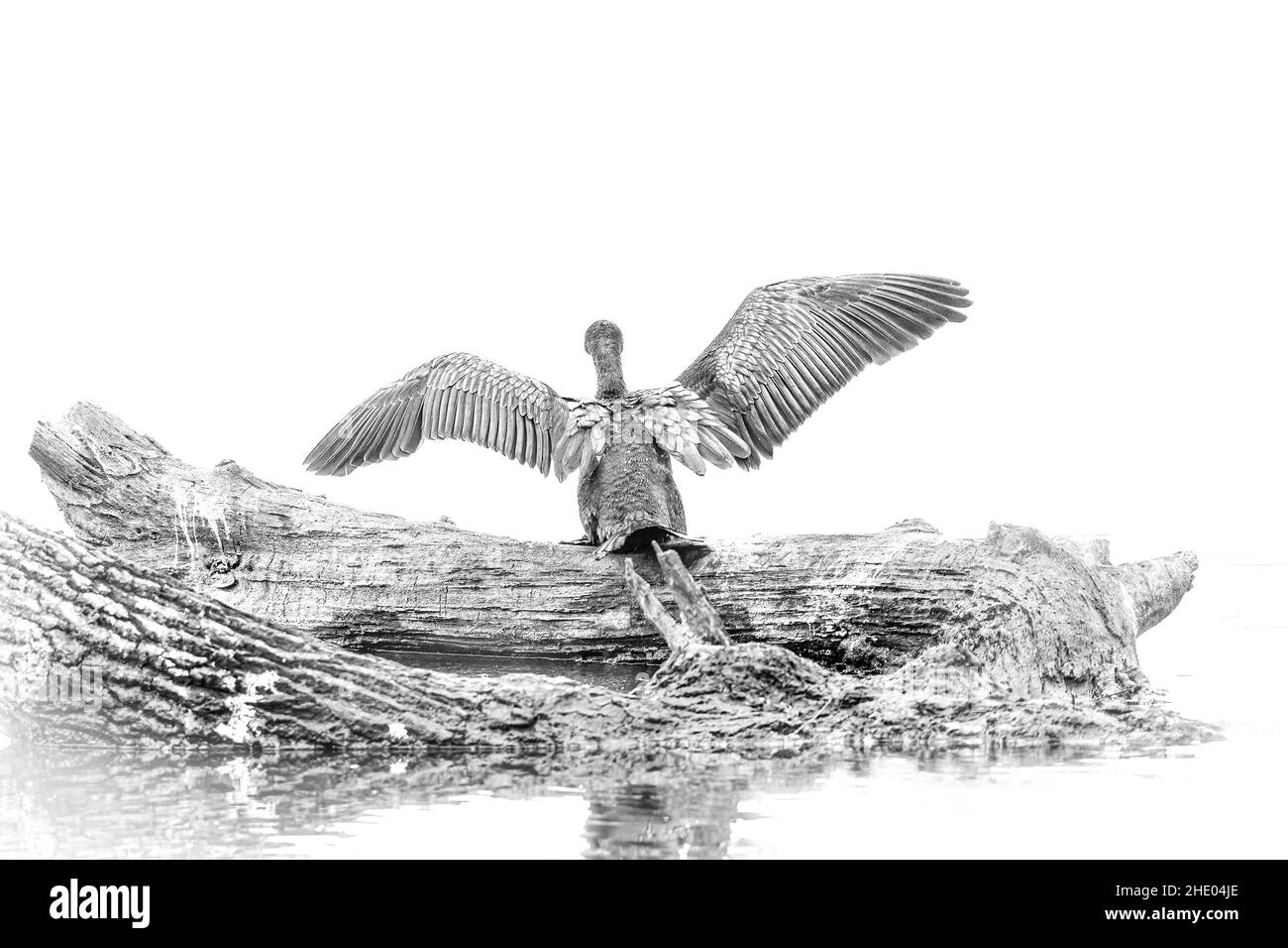 Eine Graustufenaufnahme eines Vogels mit offenen Flügeln auf einem Baumstamm, der versucht, auf weißem Hintergrund zu fliegen Stockfoto