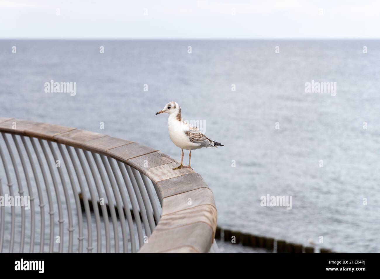Eine weiße Möwe sitzt auf dem Geländer der neuen Seebrücke in Koserow auf der Insel Usedom. Stockfoto