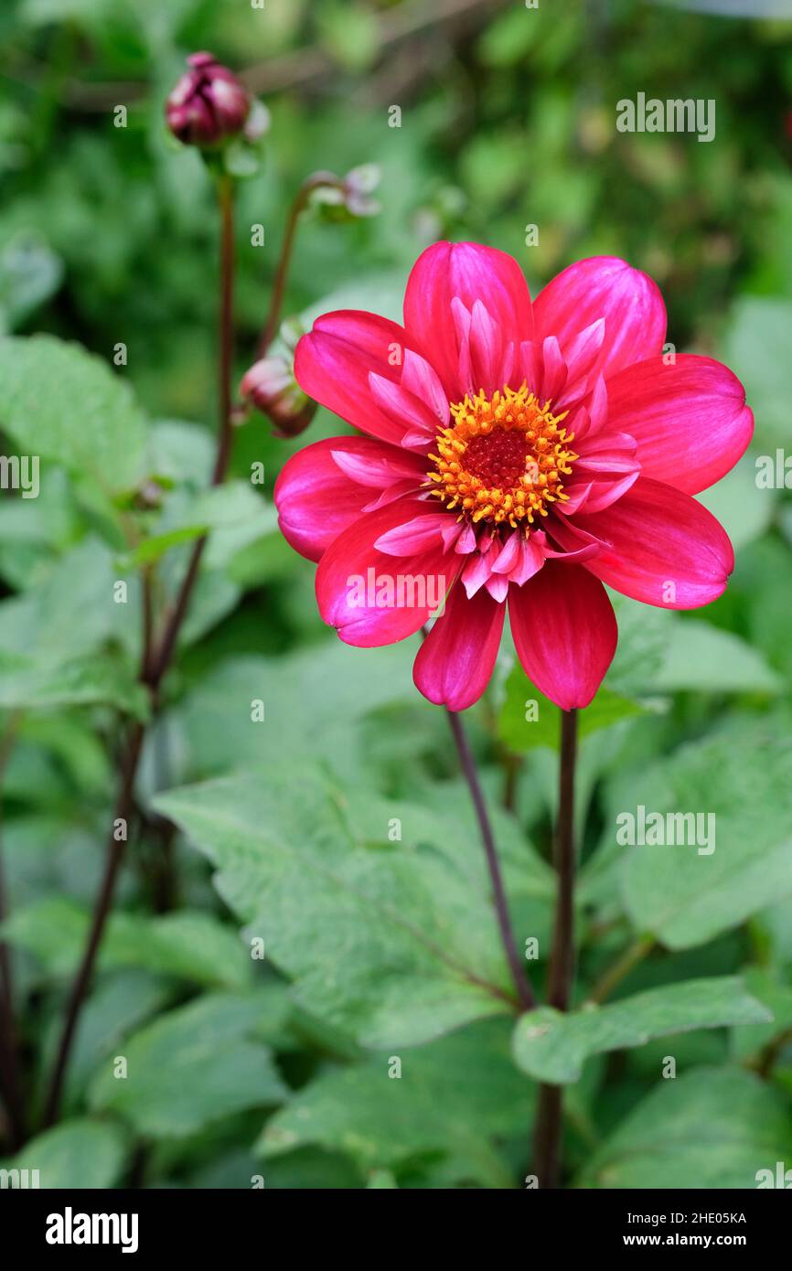 Dahlia 'Hootenanny - Swan Island', Collarette Dahlia, warme rote Blume mit weißen Highlights. Stockfoto