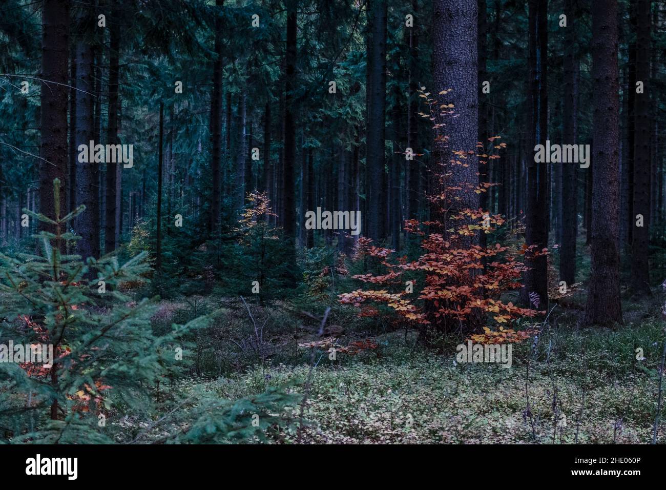 Verschiedene Bäume in einem deutschen Wald Stockfoto