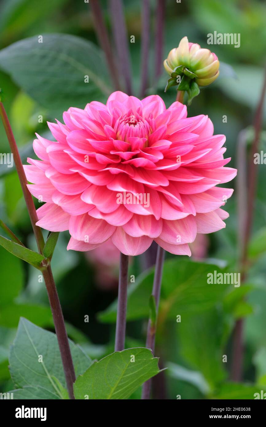 Dahlia „Salmon Runner“. Dezentrosafarbene dekorative Dahlie Stockfoto