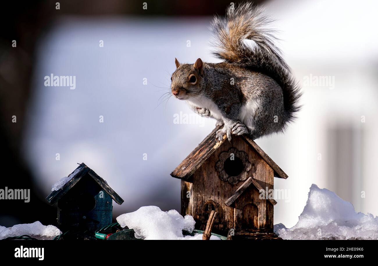 Suirrel posiert für ein Bild auf einem Vogelhaus-Dach Stockfoto