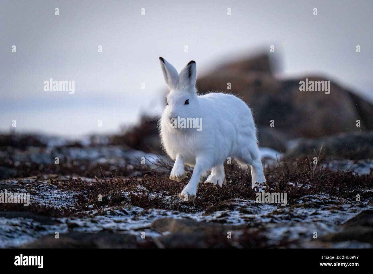 Der arktische Hase rast an Felsen in der Tundra vorbei Stockfoto