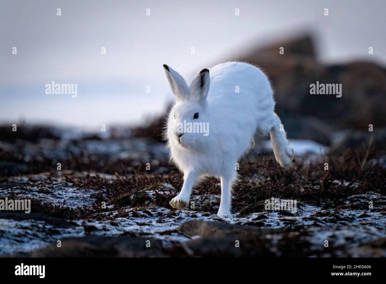 Arktischer Hase läuft auf der Tundra an Felsen vorbei Stockfoto