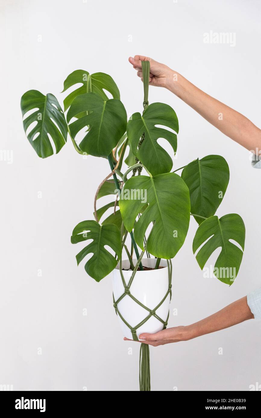 Handgemachte grne Macrame-Pflanzenhnger mit Topfpflanze hngen an der  Hand der Frau. Topf und Monstera-Pflanze Stockfotografie - Alamy