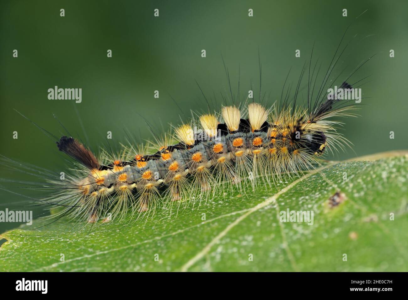 Die Vaporer Moth Raupe (Orgyia antigua) kriecht auf einem Birkenblatt. Tipperary, Irland Stockfoto