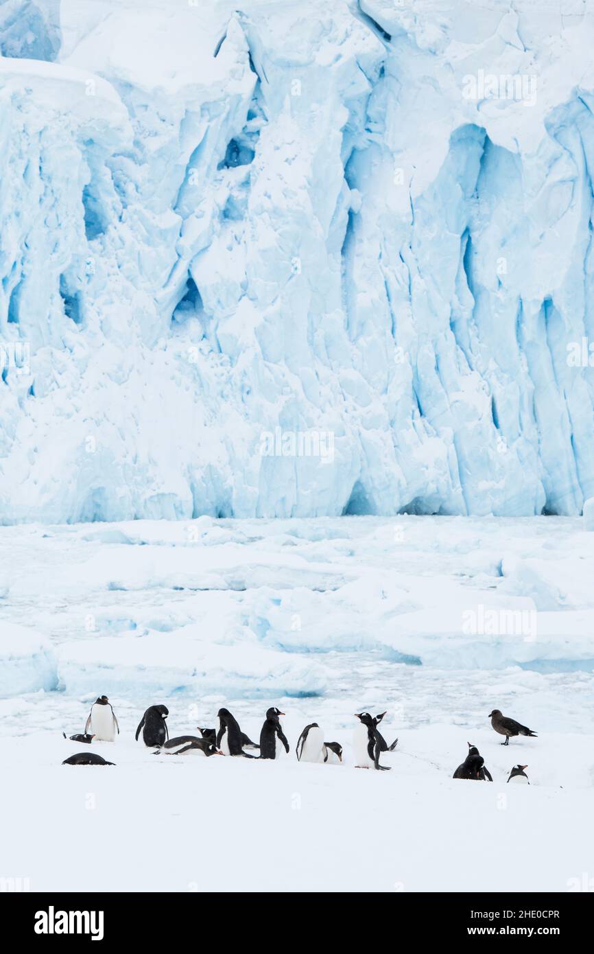 Gentoo-Pinguin-Kolonie im Hafen von Neko, Antarktis. Stockfoto