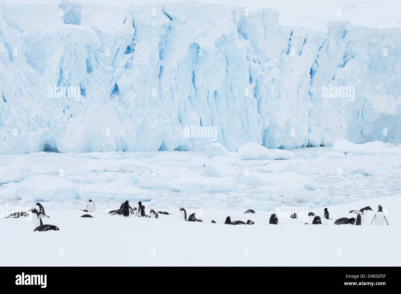 Gentoo-Pinguin-Kolonie im Hafen von Neko, Antarktis. Stockfoto