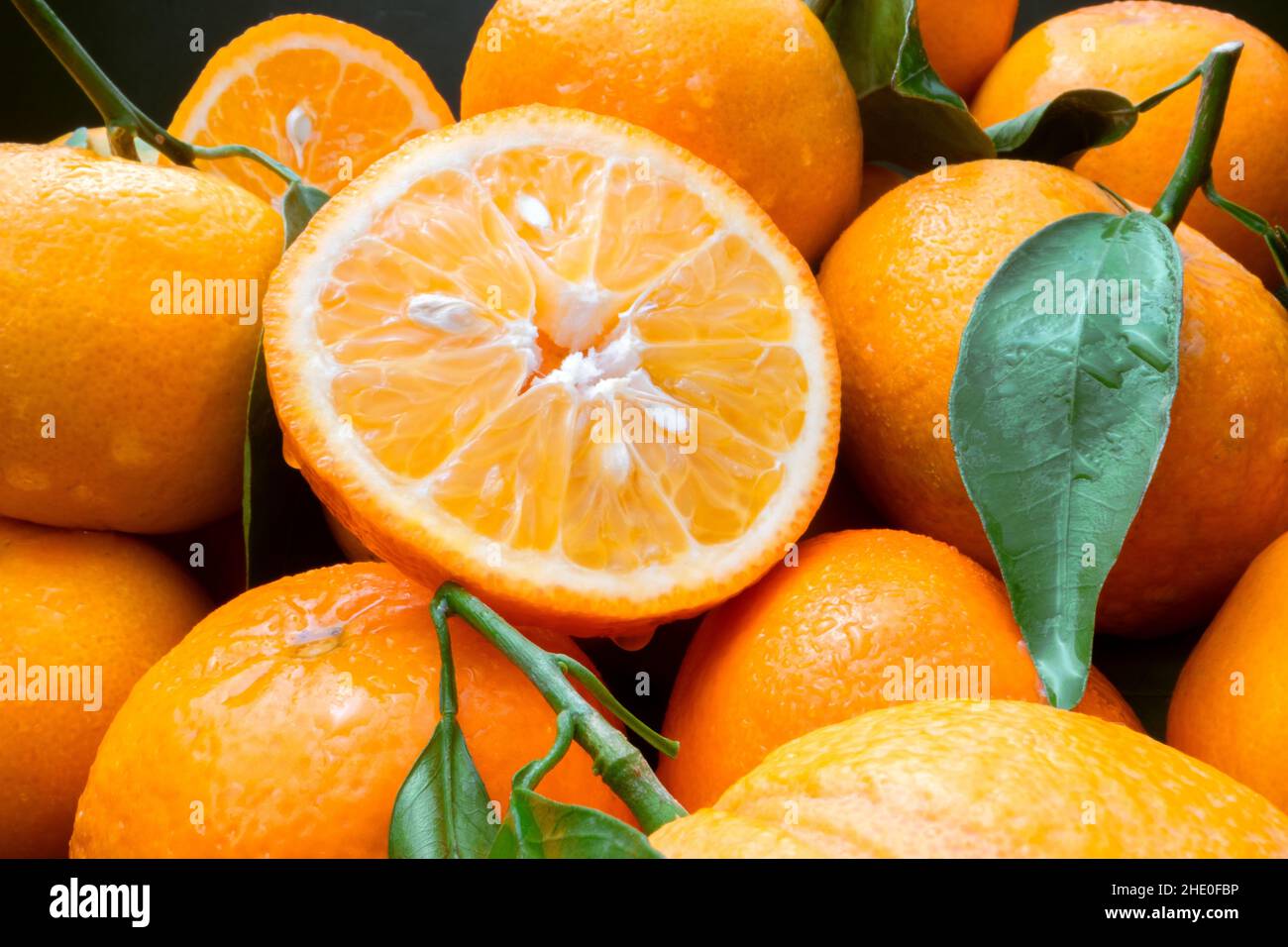 Makroaufnahmen von Zitrusmangerinen mit grünen Zweigen und Wassertropfen. Stockfoto