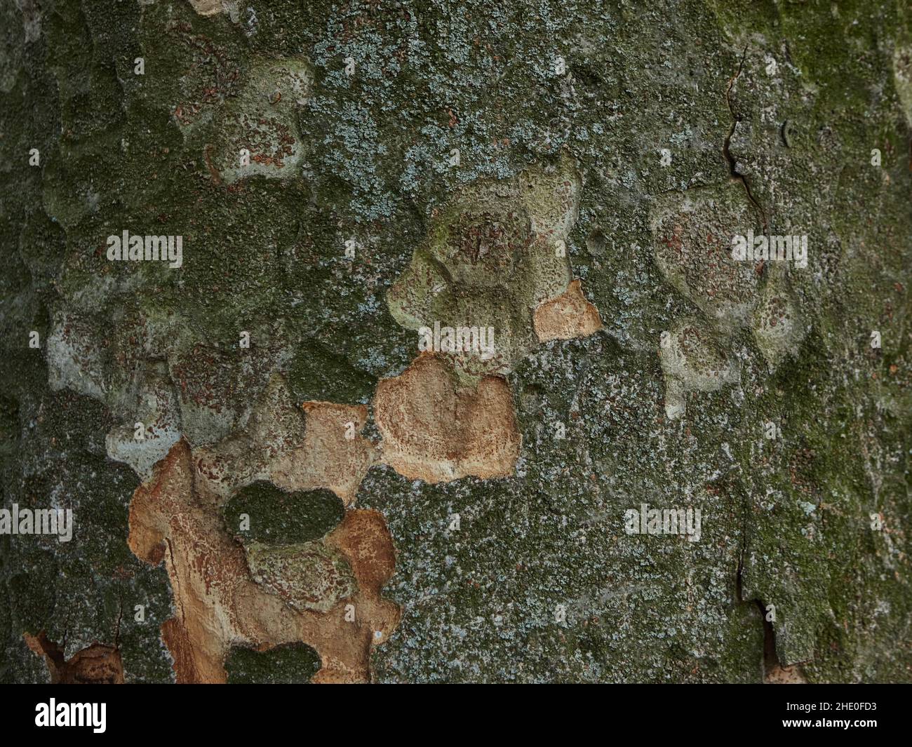 Dekoratives Muster auf der Rinde der Kiefer in Grüntönen Stockfoto