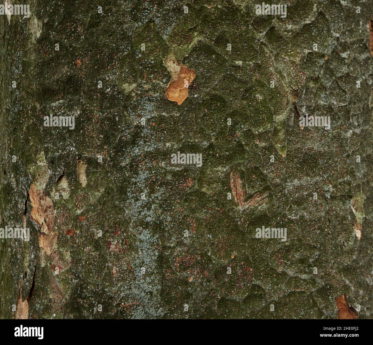 Dekoratives Muster auf der Rinde der Kiefer in Grüntönen Stockfoto