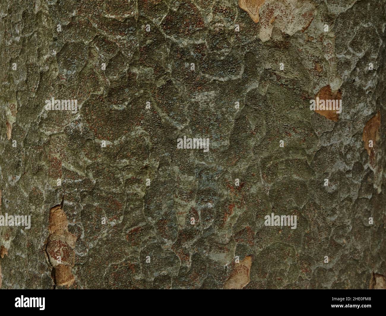Dekoratives Muster auf der Rinde der Kiefer in Grüntönen Stockfoto