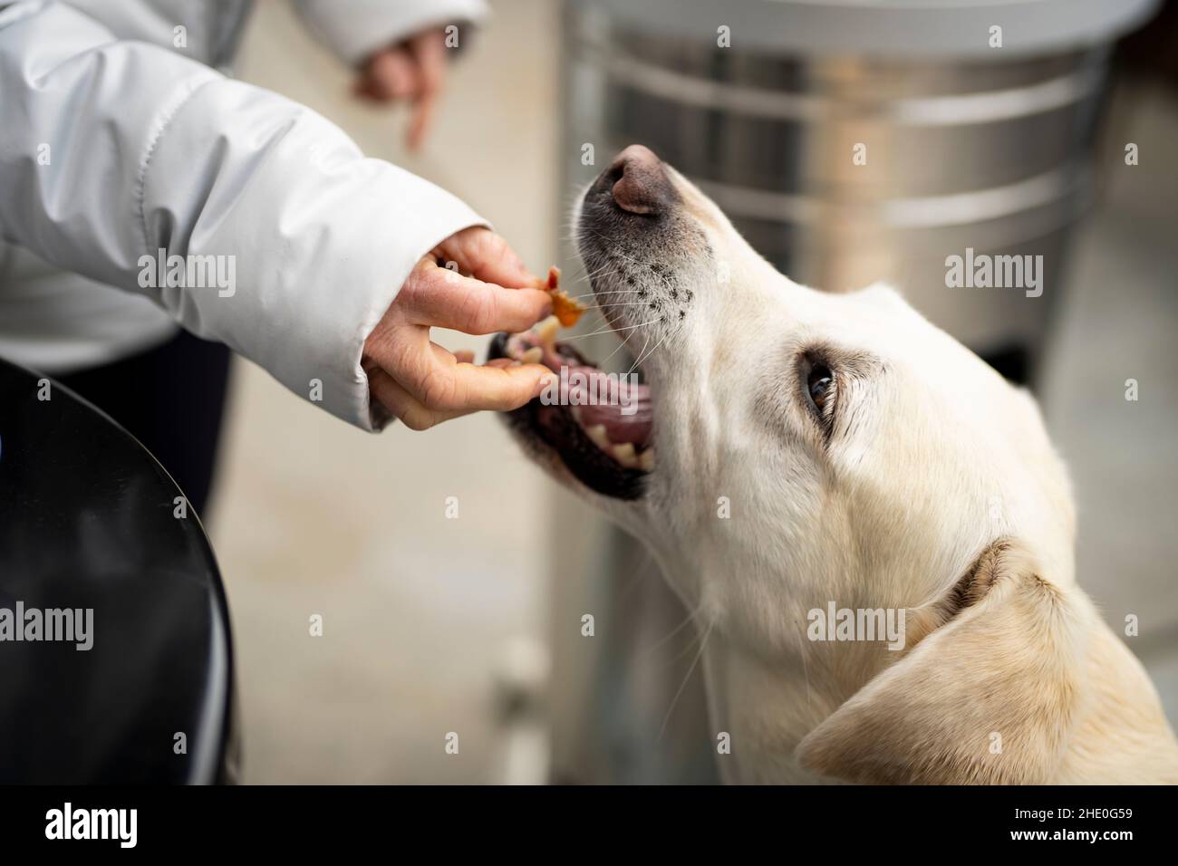 Weißer Labrador, der ein Bacon-Vergnügen erhält Stockfoto