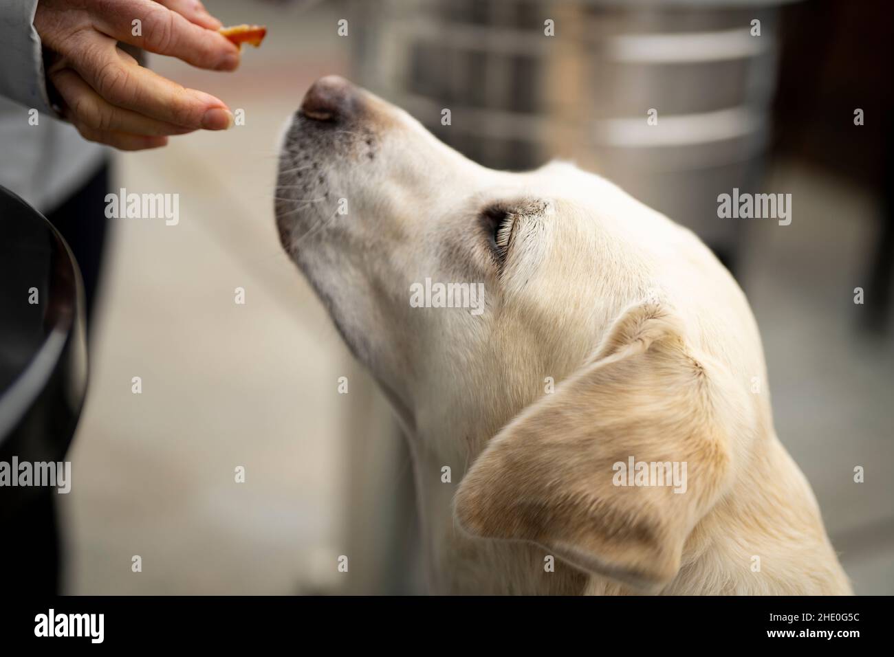 Weißer Labrador, der ein Bacon-Vergnügen erhält Stockfoto