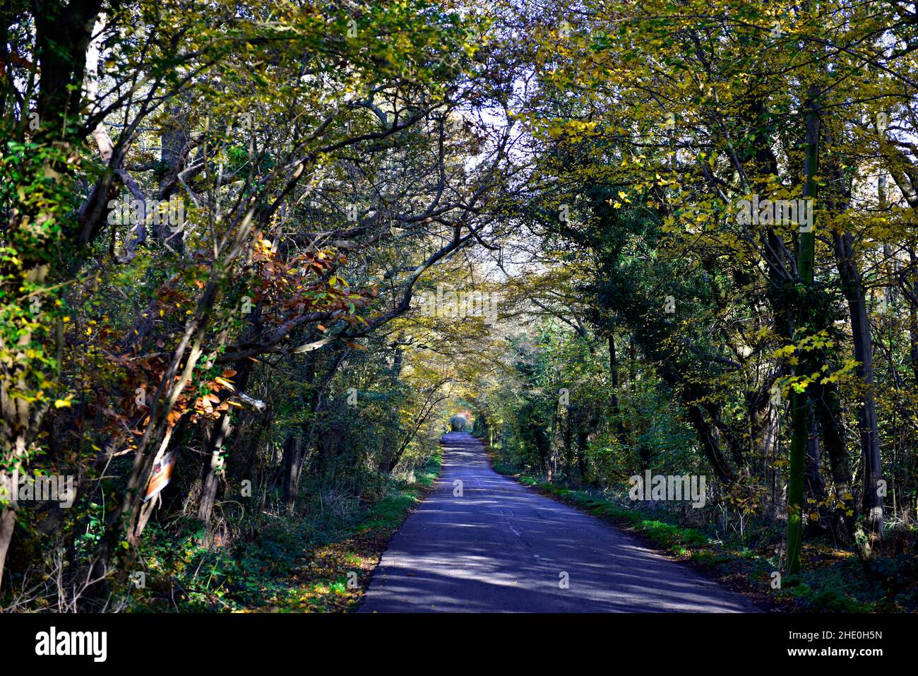 Eine Landstraße im Frühherbst in der Nähe von IDE Hill, in der Nähe von Sevenoaks, Kent, England Stockfoto
