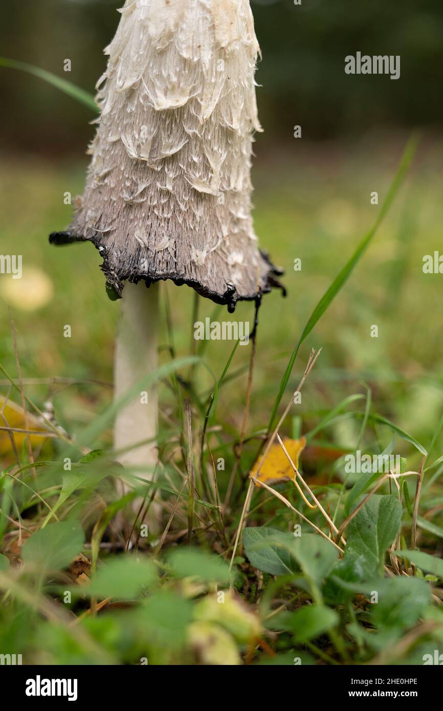 Ein Shaggy-Tintenpilz - Coprinus Comatus - in Verbindung mit der Geschichte des Zweiten Weltkriegs, der als Echtheit von Dokumenten verwendet wurde Stockfoto