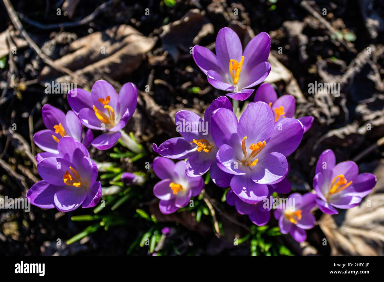 Blick von oben auf leuchtende violette Krokusse (Crocus vernus) in voller Blüte auf einem Waldboden im frühen Frühjahr Stockfoto