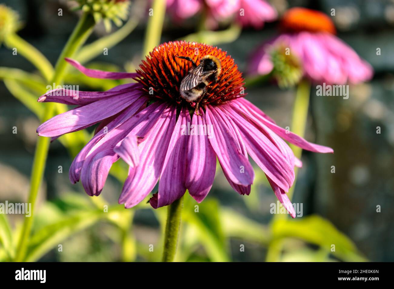 Östliche Purpurblüte (Echinacea purpurea) mit bestäubender Biene (APIs), Nahaufnahme Stockfoto
