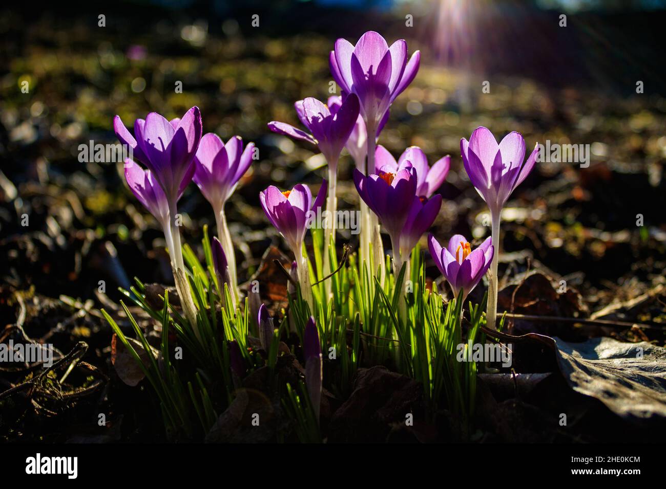 Nahaufnahme von blühenden Crocus Flowers on a Meadow im Frühling. Blick auf rosafarbene Krokusse im Licht der Frühlingssonne. Stockfoto