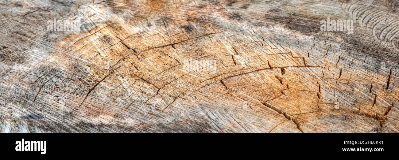 Die Oberfläche des Holzes ist rissig und schimmelig. Textur eines alten Baumstumpens mit tiefen Rissen und Knoten aus der Nähe Stockfoto