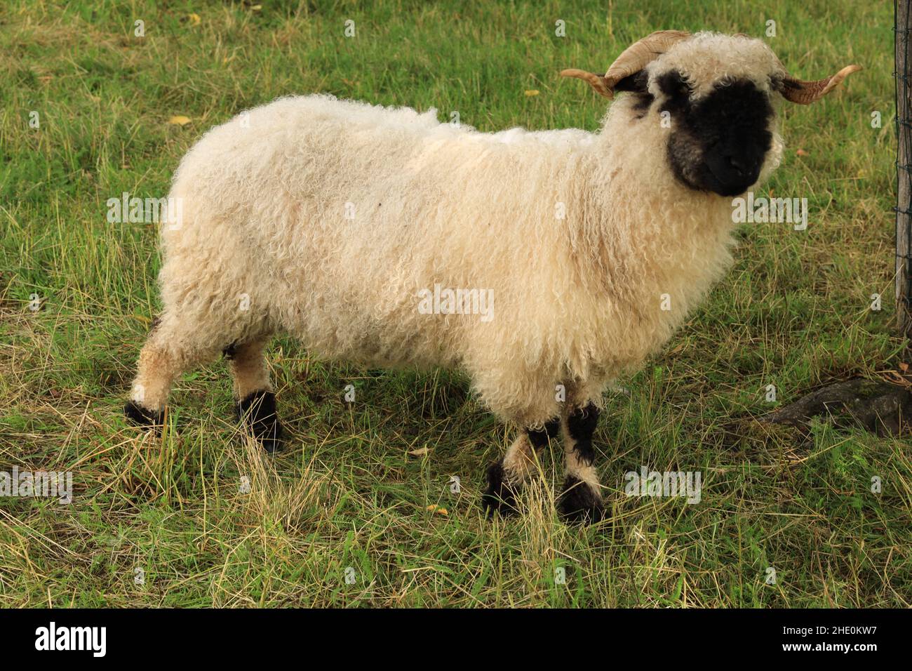 Ein weißes Schaf mit schwarzem Schnabel, Nase und Ohren. Walliser Schwarznase. Schwarze Nase Ein weißes Schaf mit schwarzem Schnabel, Nase und Ohren. Walliser Schwarznase. Schwarze Nase