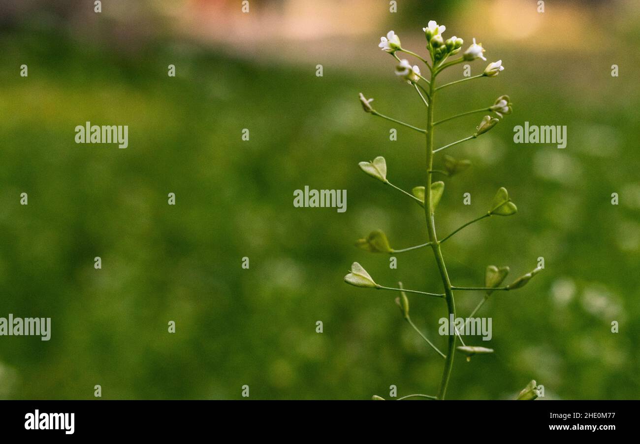 Weicher Fokus der Portemonnaie eines Hirten mit winzigen weißen Blüten auf einem Feld im Frühjahr Stockfoto