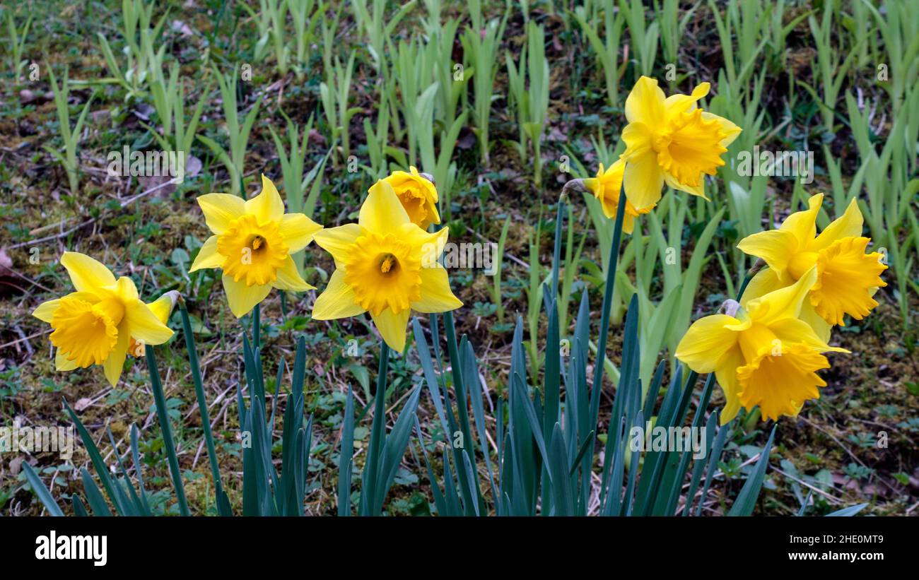 Gruppe von gelben Narzissen (Narcissus pseudonarcissus) vor grünem Hintergrund im Frühjahr. Stockfoto