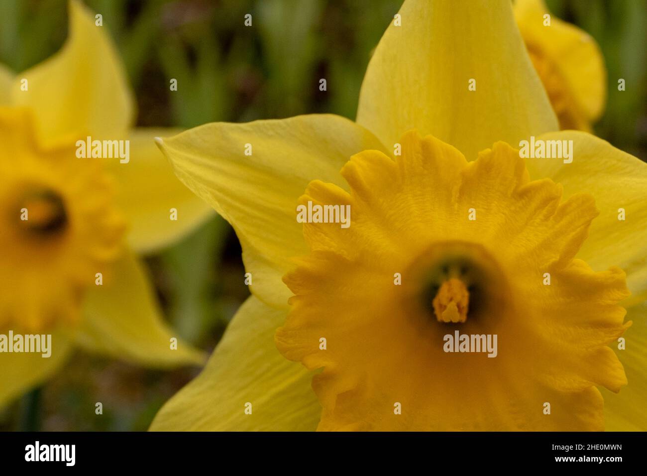 Gelbe Narzissenblüte (Narcissus pseudonarcissus) im Frühjahr, Nahaufnahme und selektiver Fokus Stockfoto