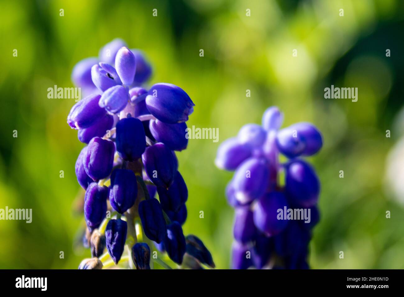 Nahaufnahme der violetten Traubenhyazinthe (Muscari vernachlässectum) vor grünem Bokeh-Hintergrund Stockfoto