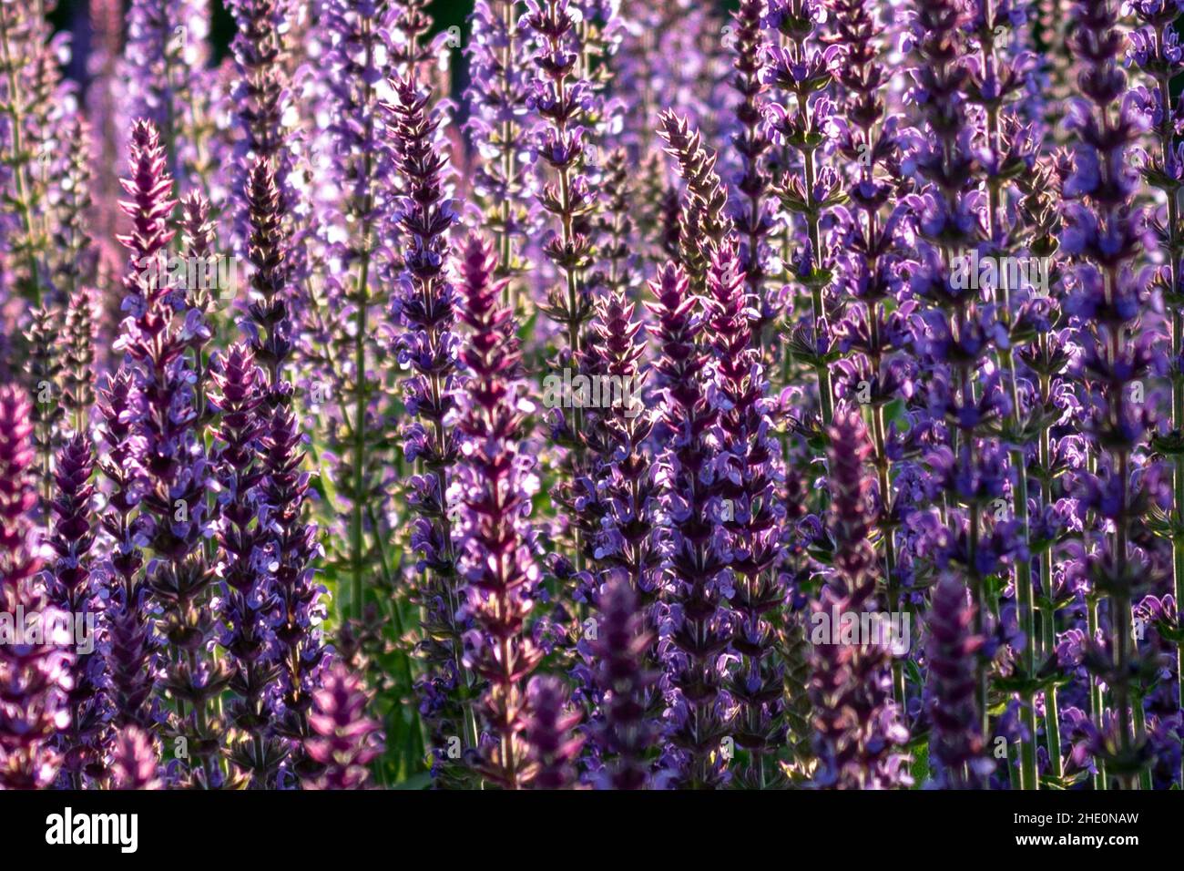 Violett leuchtend Salbei blüht (Salvia officinalis) in Sonnenlicht, Nahaufnahme und Vollformat. Floraler Hintergrund Stockfoto