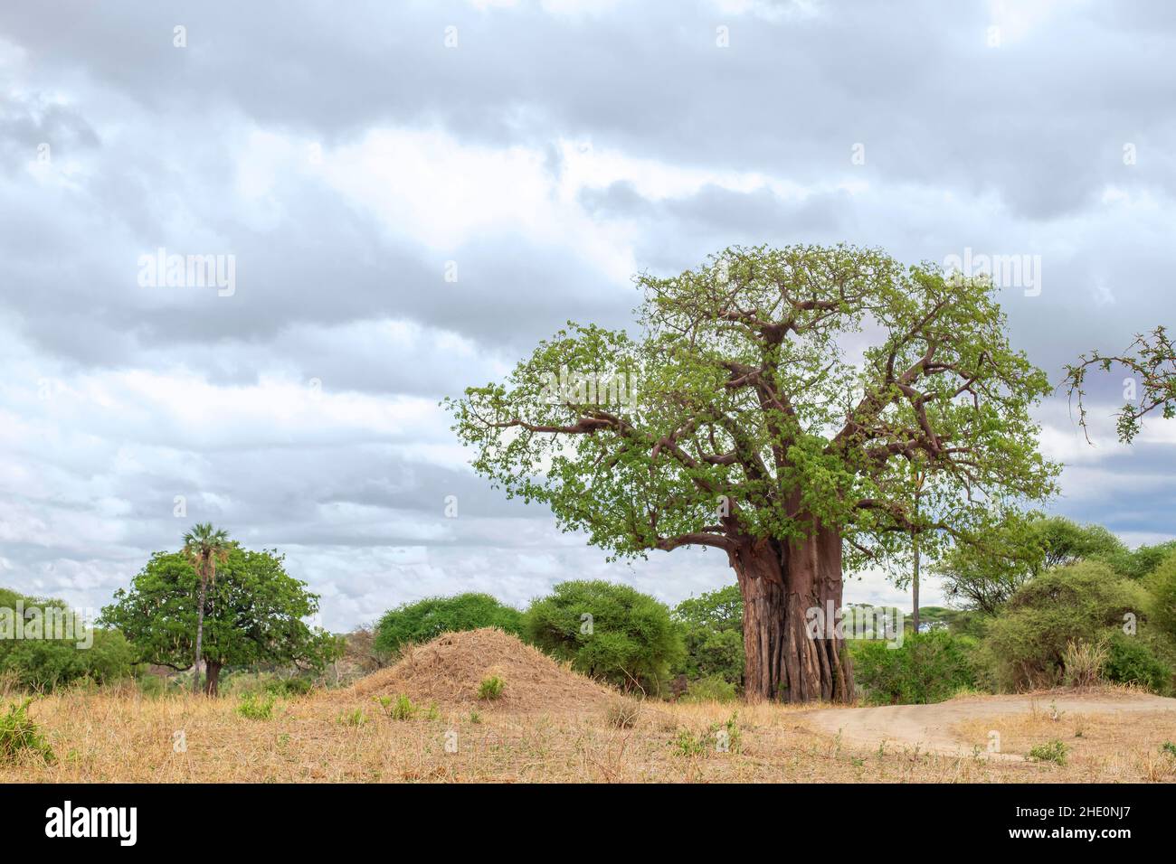 Riesiger Baobab, der in der Savanne im Tarangire-Nationalpark in Tansania wächst. Dieser Ort ist berühmt für die auf seinem Territorium wachsenden Baobabs Stockfoto