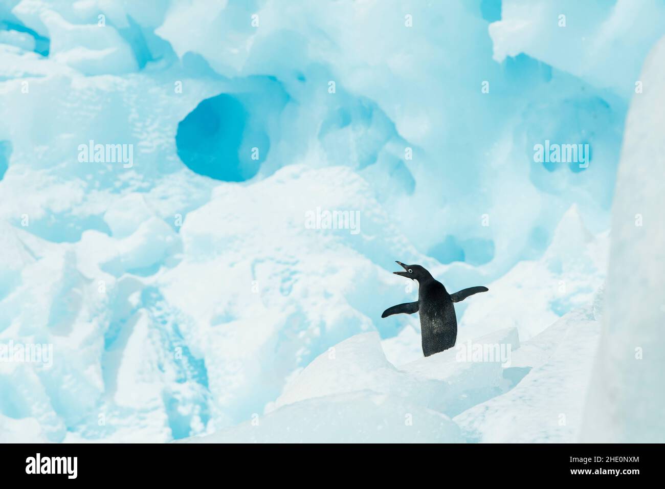 Adelie Pinguin steht auf einem blauen Eisberg. Stockfoto