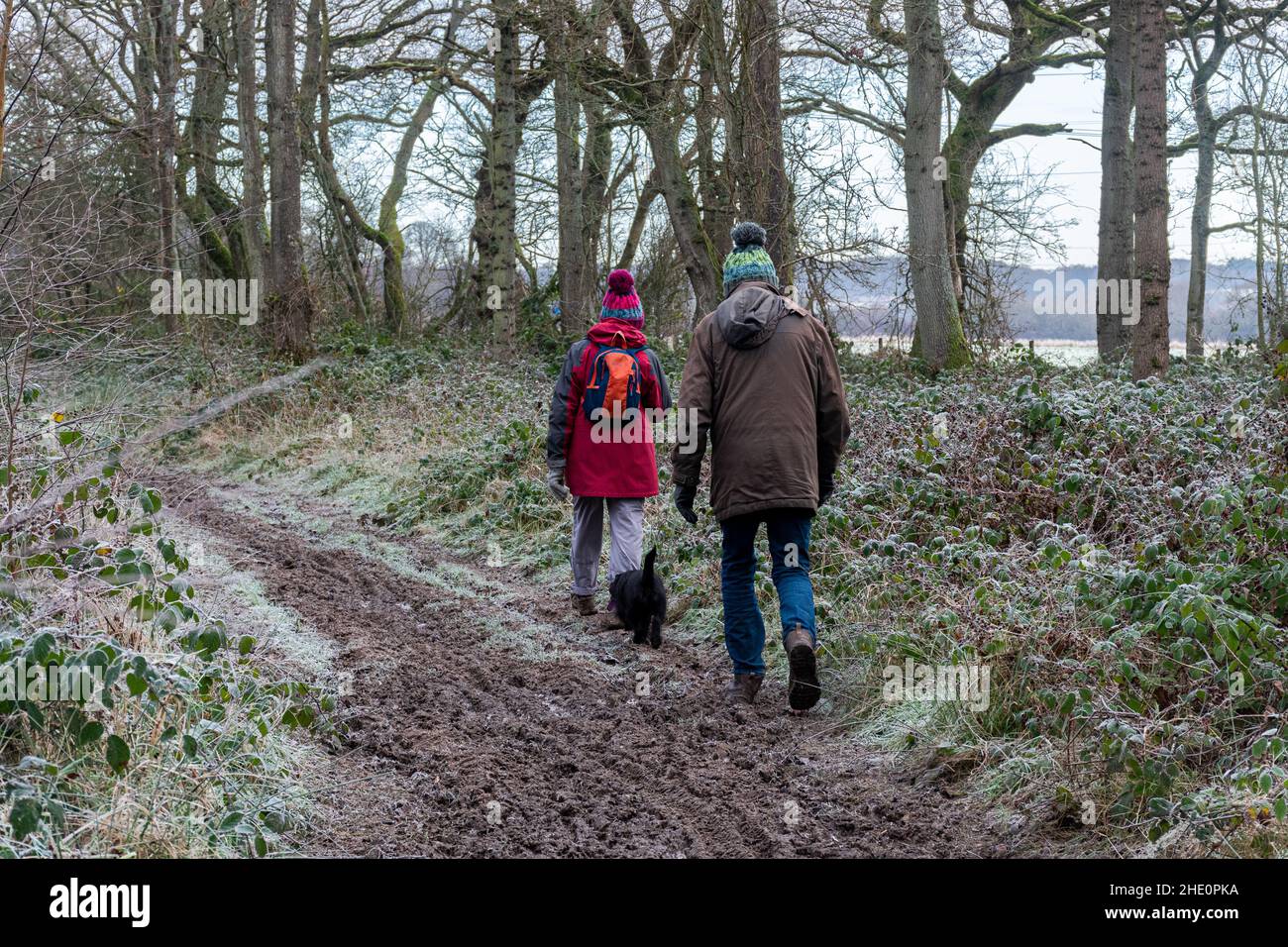 Ein älteres Paar, das an einem Wintermorgen, Hampshire, Großbritannien, mit seinem Hund auf einem frostigen Waldweg läuft Stockfoto