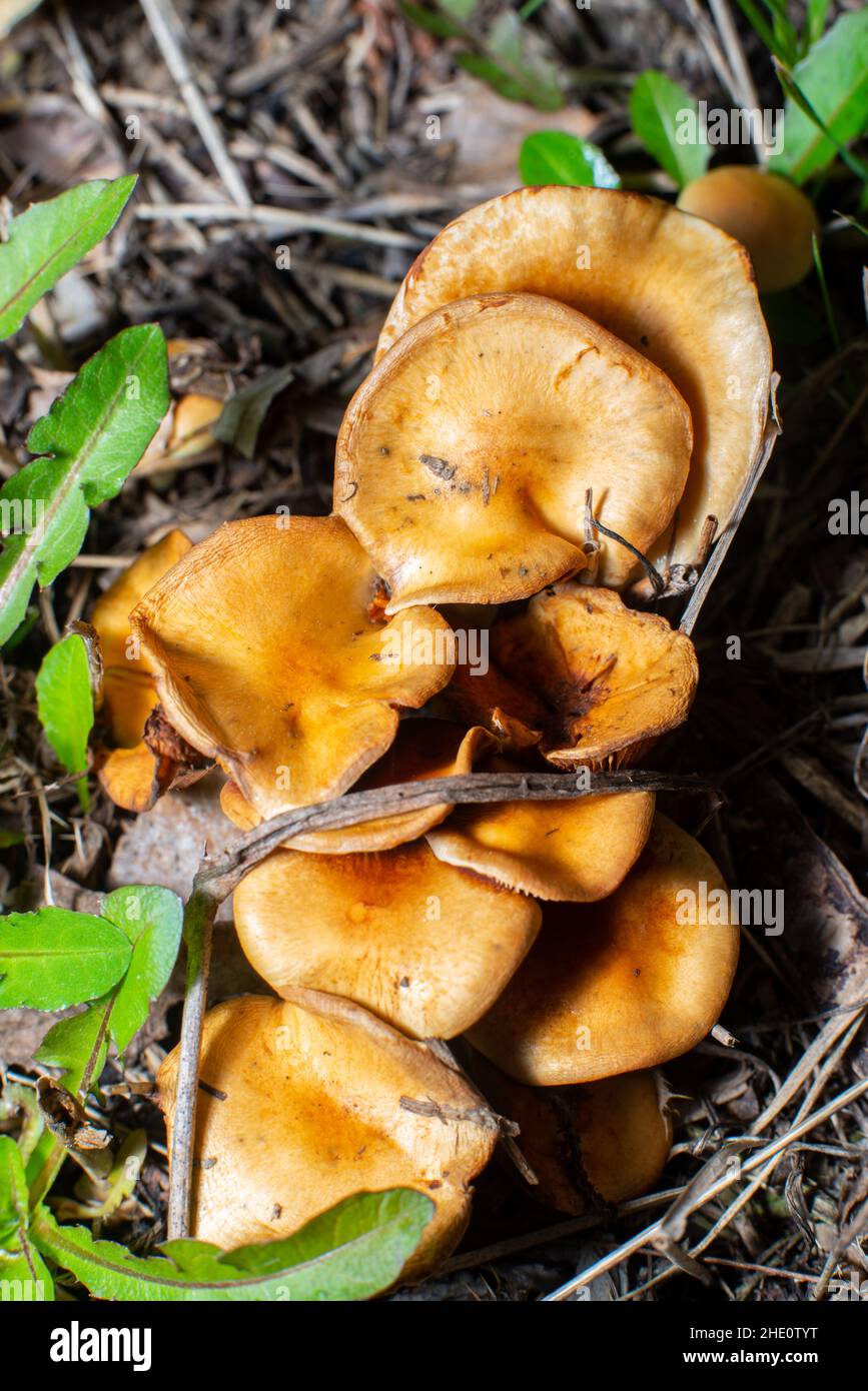 Blumen und Blätter Makro auf schwarzem Hintergrund Stockfoto